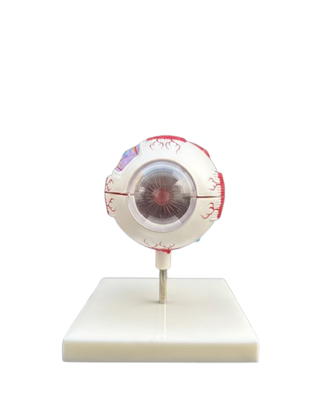 Full_Globe_Eye_Model_1