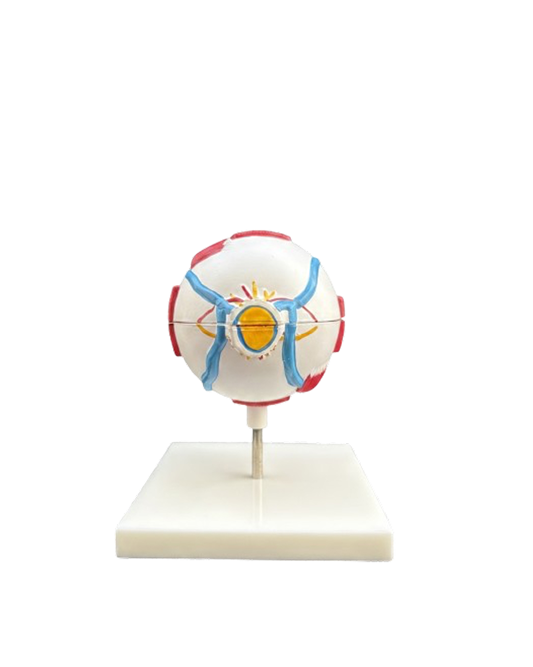 Full_Globe_Eye_Model_3