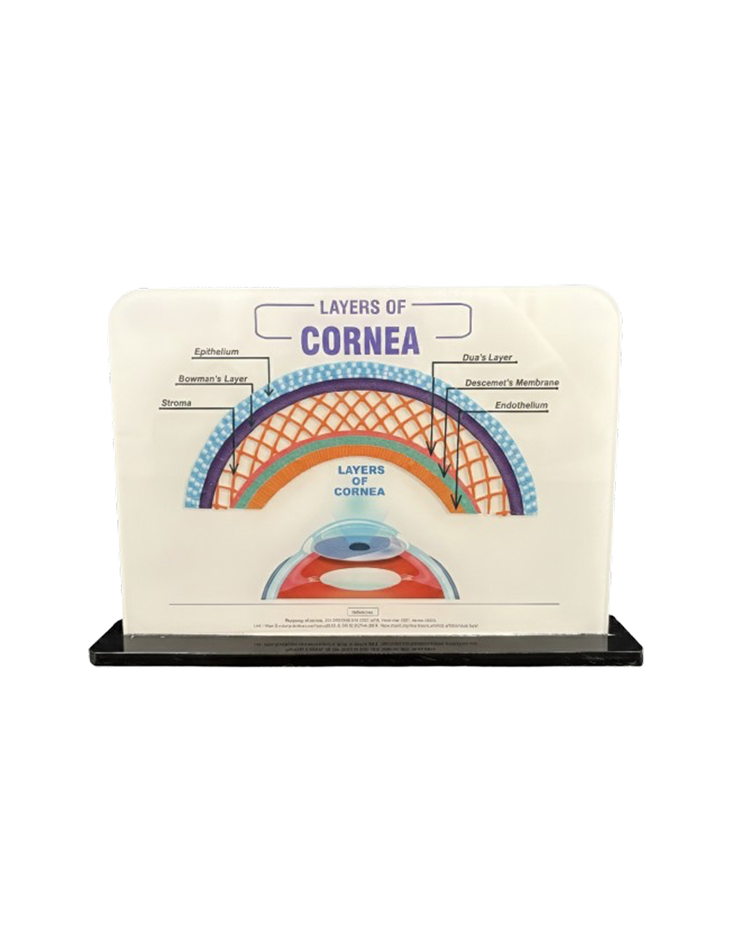Layers_of_Cornea_Model